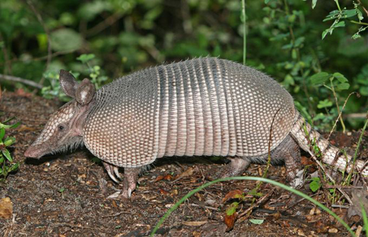 armadillo 1
